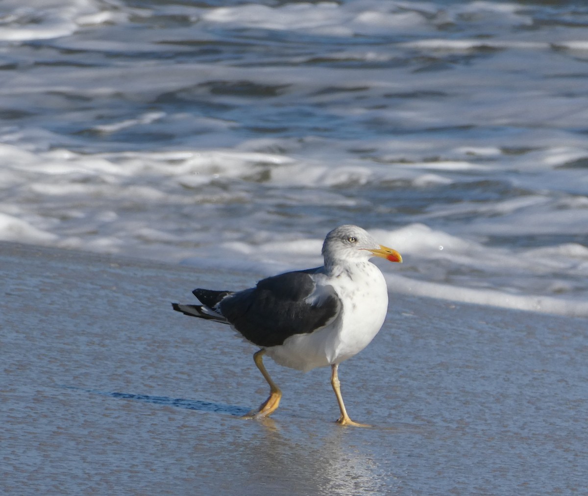 Gaviota Sombría - ML644672515