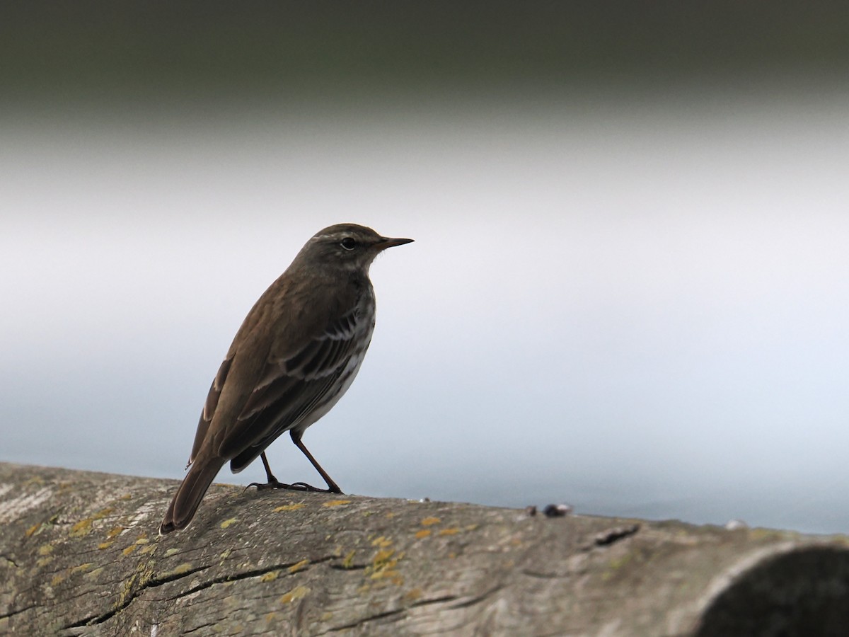 Water Pipit - ML644672516