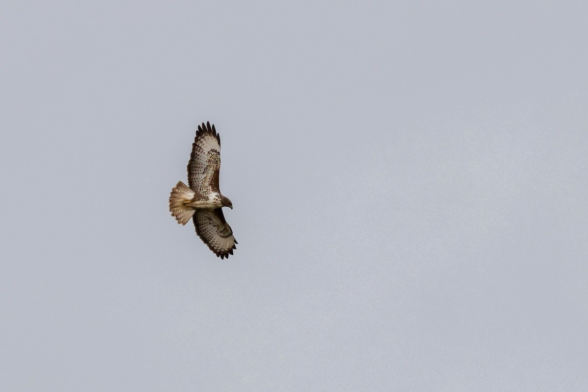 Buse variable - ML644672517