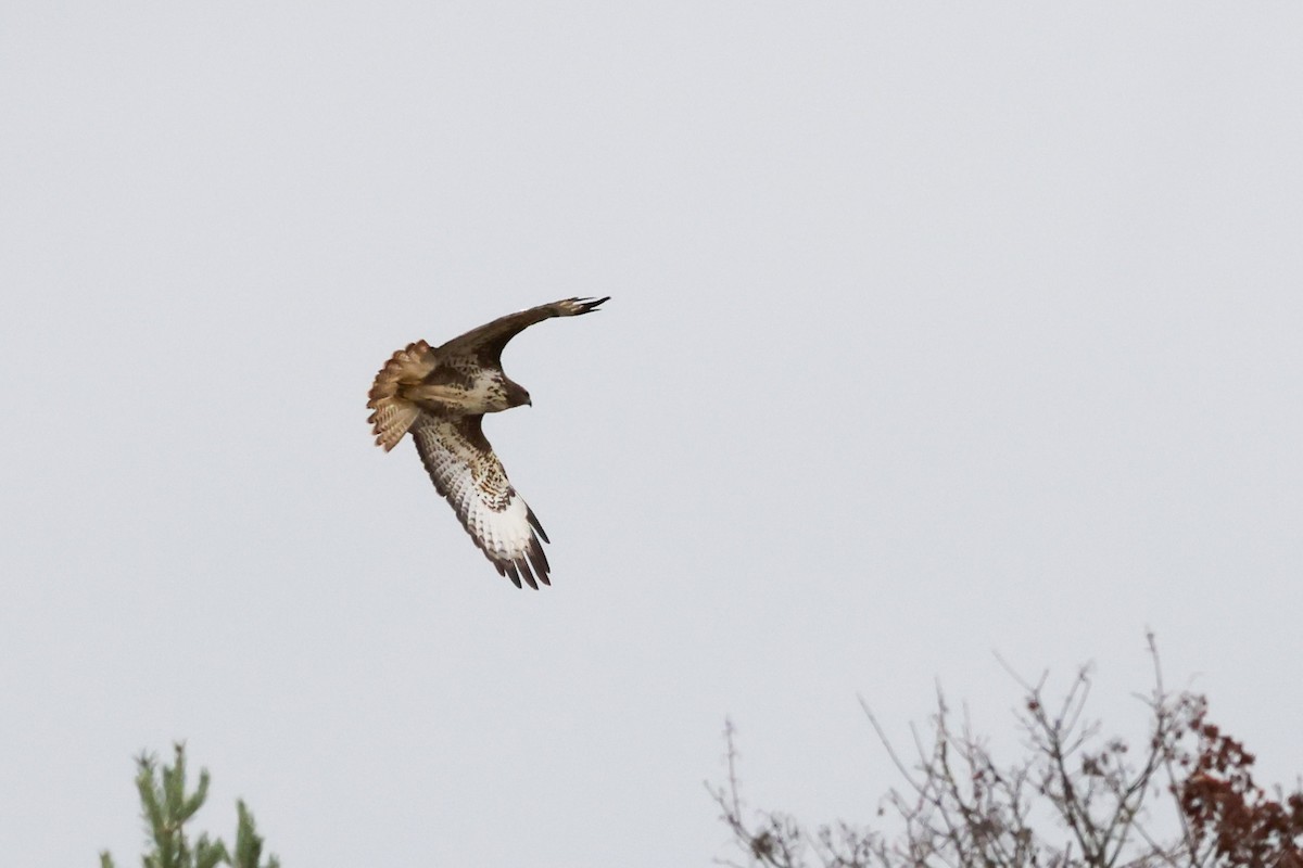 Buse variable - ML644672518