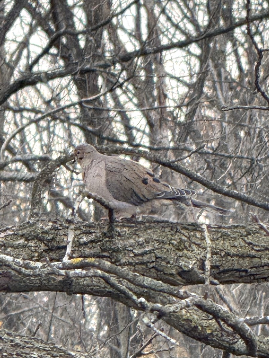 Mourning Dove - ML644672520