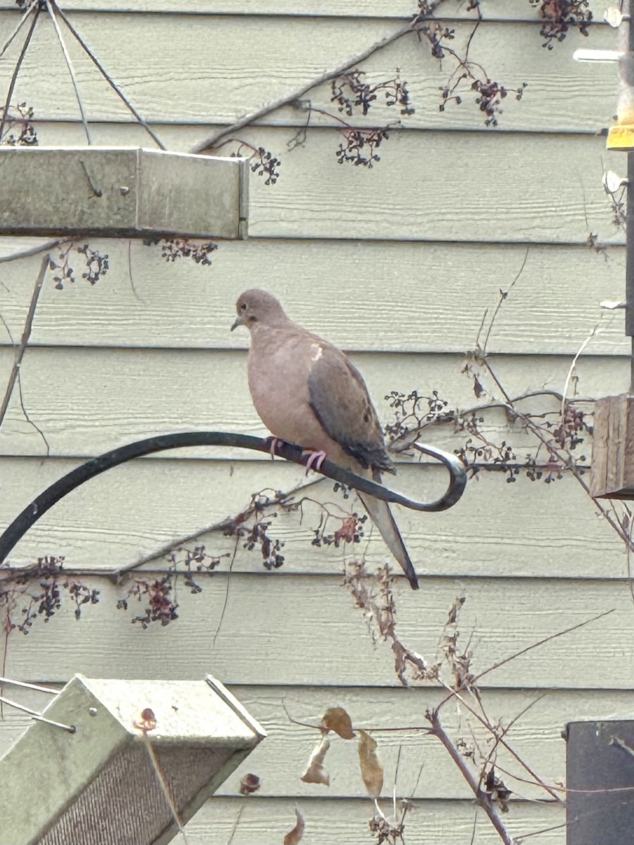Mourning Dove - ML644672521