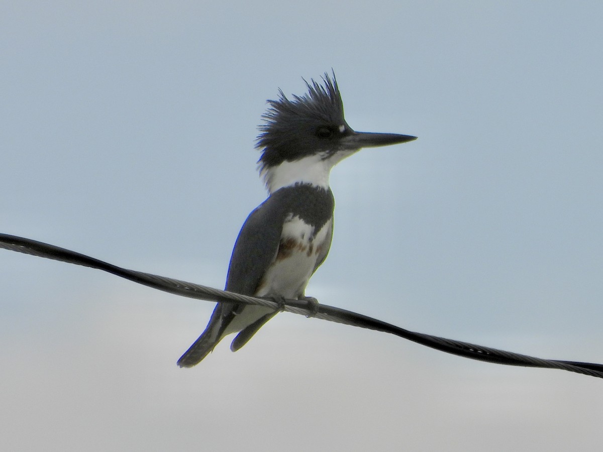 שלדג אמריקני - ML644672522