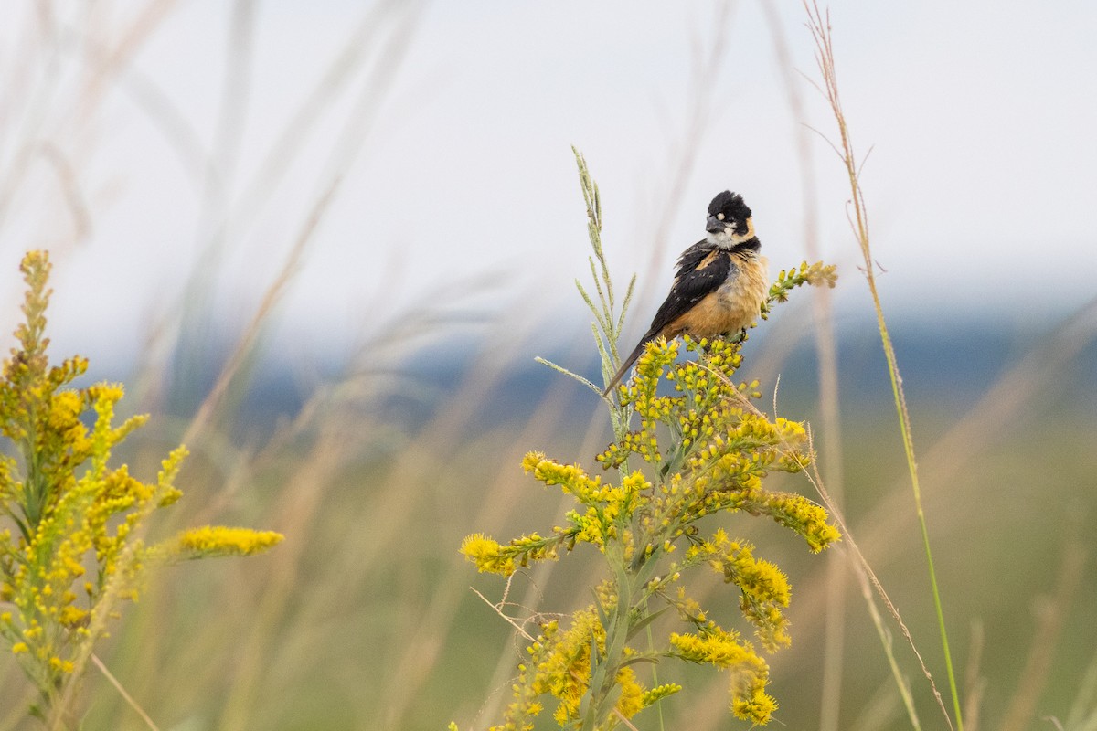 rustnakkefrøeter - ML644672524