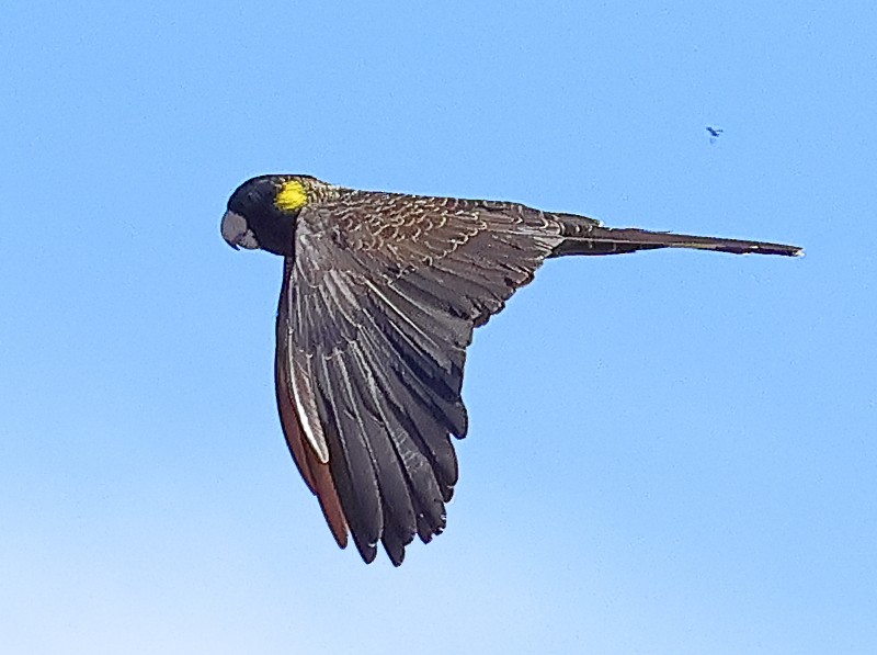 キイロオクロオウム - ML644672541