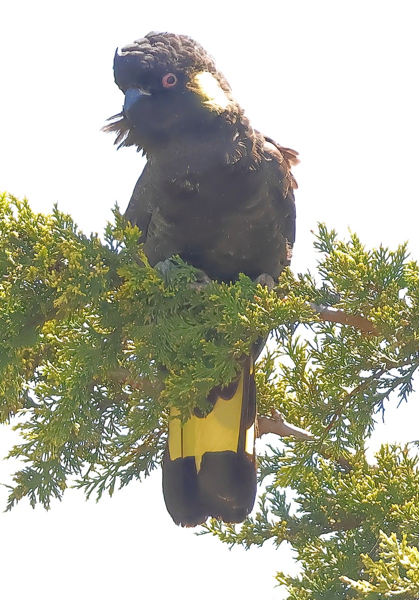 キイロオクロオウム - ML644672542