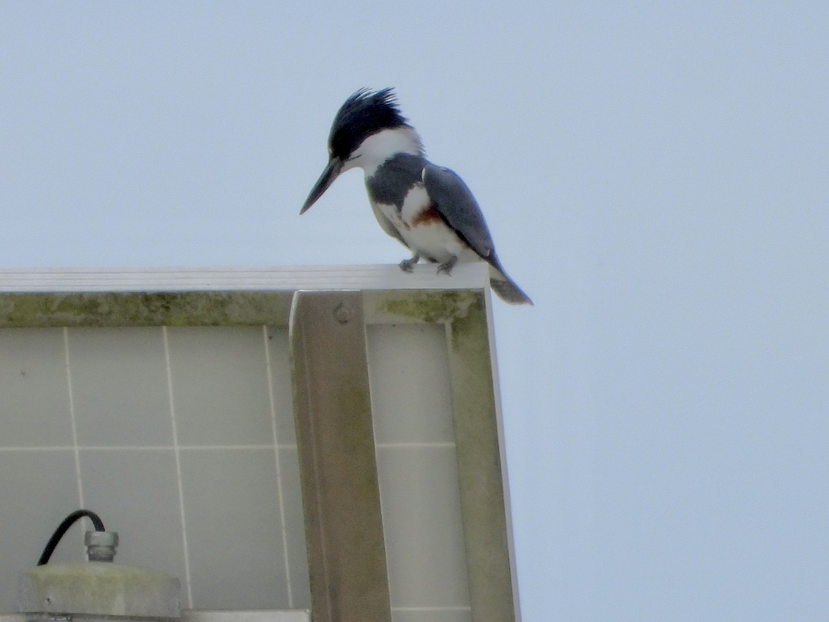 שלדג אמריקני - ML644672555
