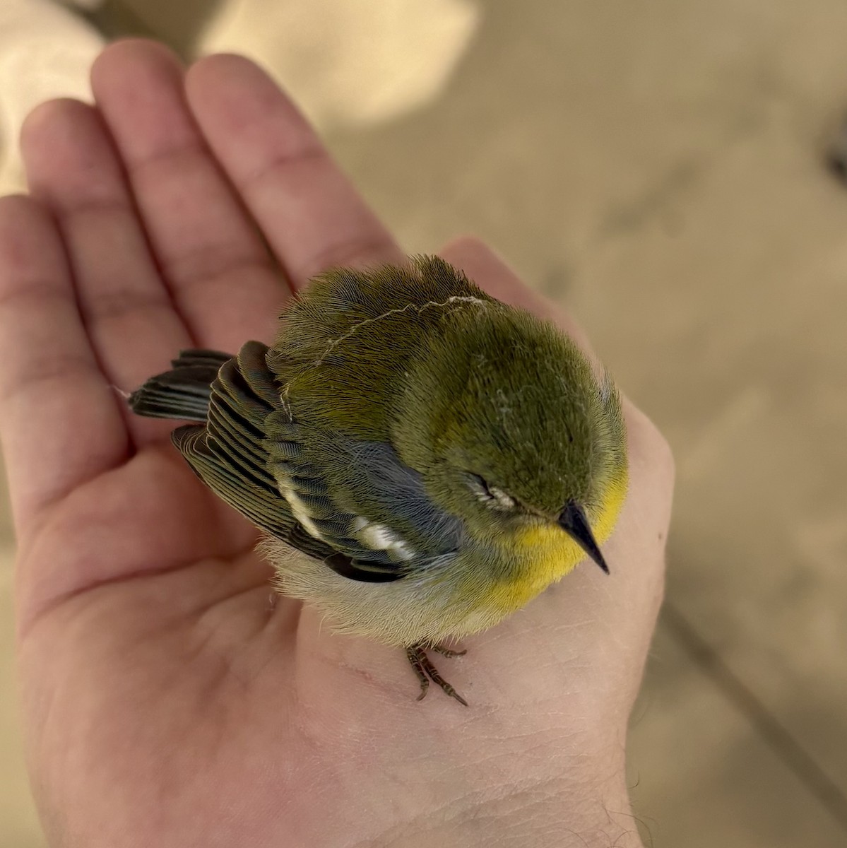 lesňáček lišejníkový - ML644672577