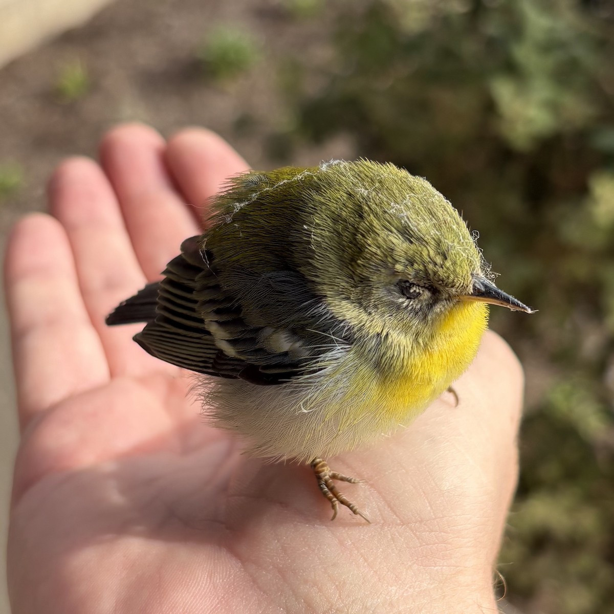 Northern Parula - ML644672578