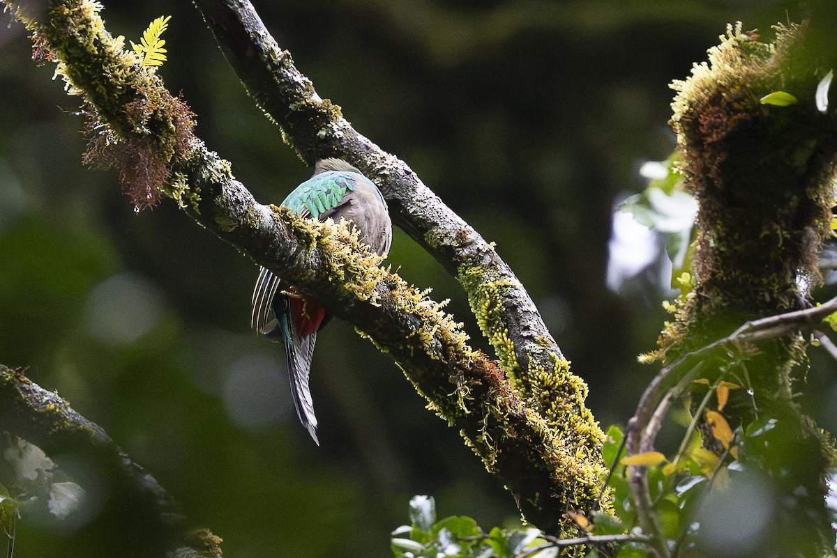 Quetzal resplendissant - ML644672584