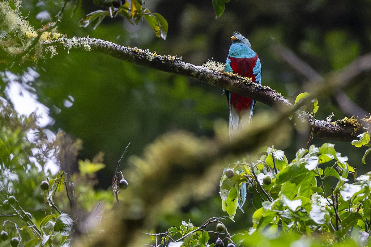 Quetzal resplendissant - ML644672585