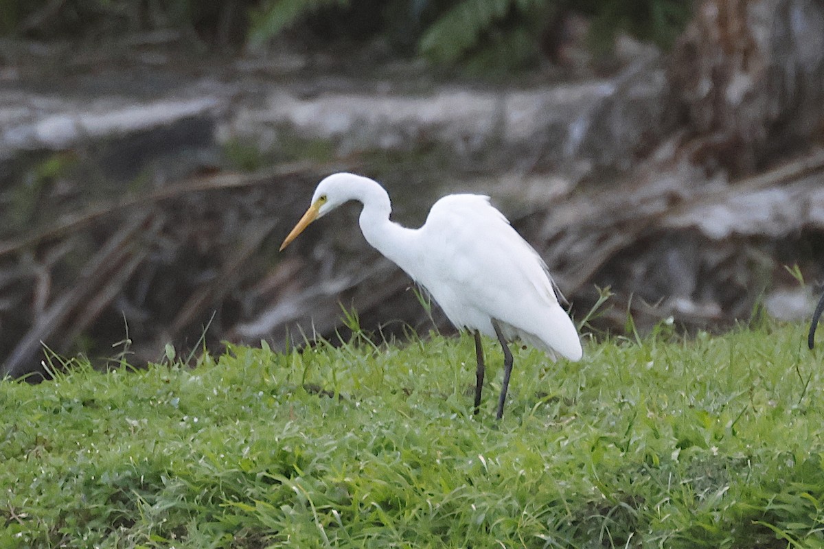 Plumed Egret - ML644672586