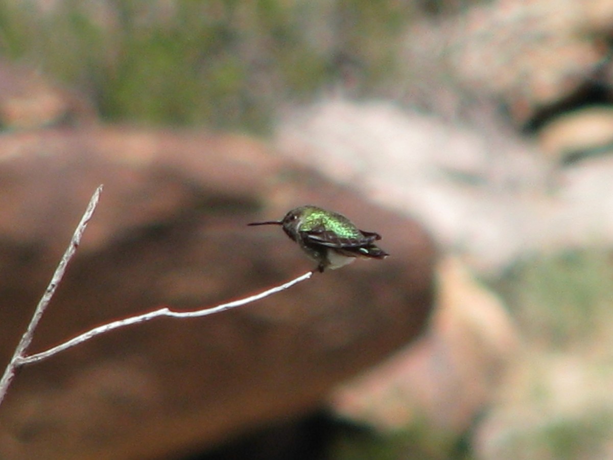 Costa's Hummingbird - ML644672590