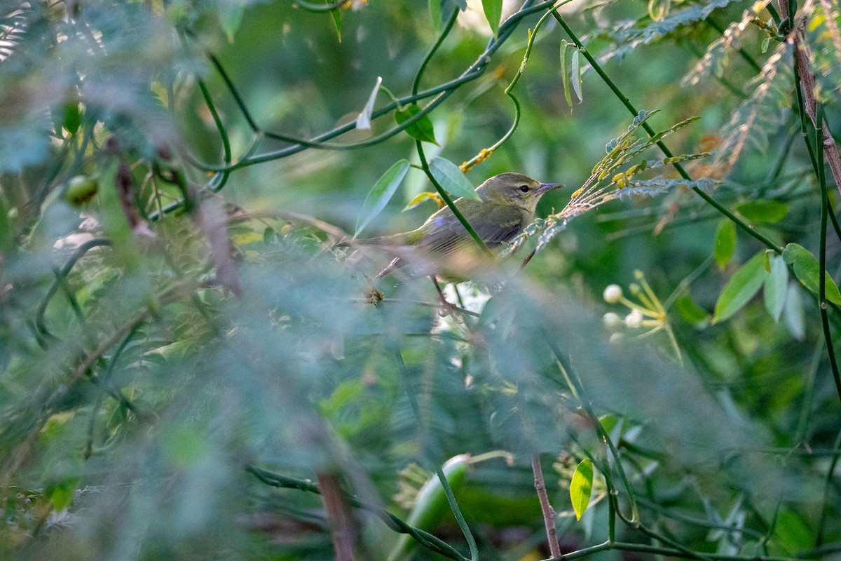 Tennessee Warbler - ML644672592