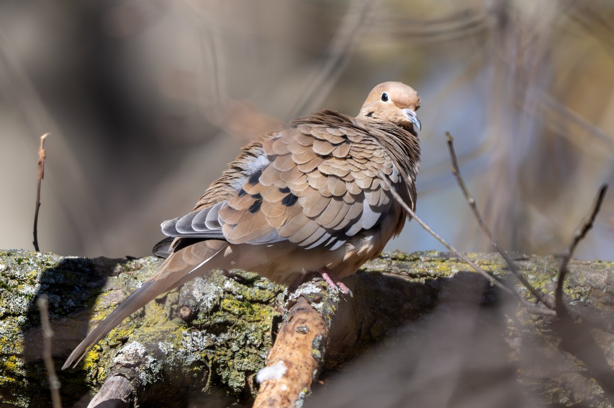 Mourning Dove - ML644672593