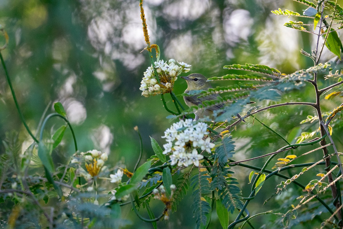 Tennessee Warbler - ML644672605