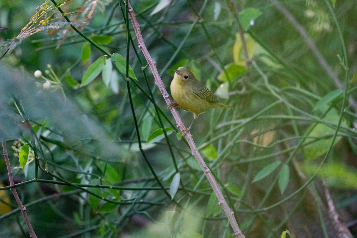 Northern Yellow Warbler - ML644672606