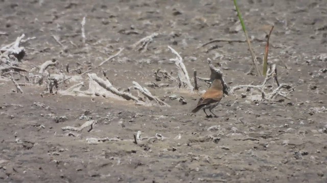 Negrito Austral - ML644672609