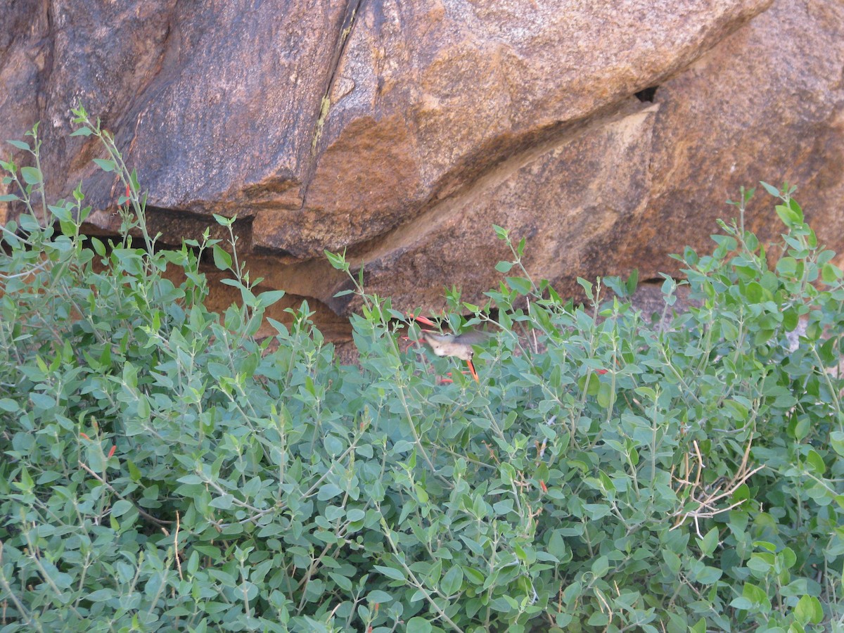 Costa's Hummingbird - ML644672614