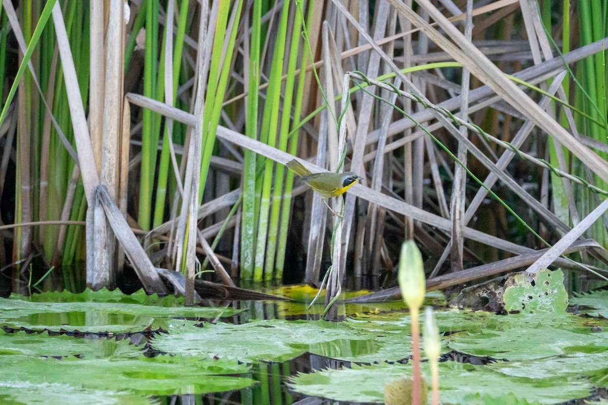 Common Yellowthroat - ML644672621