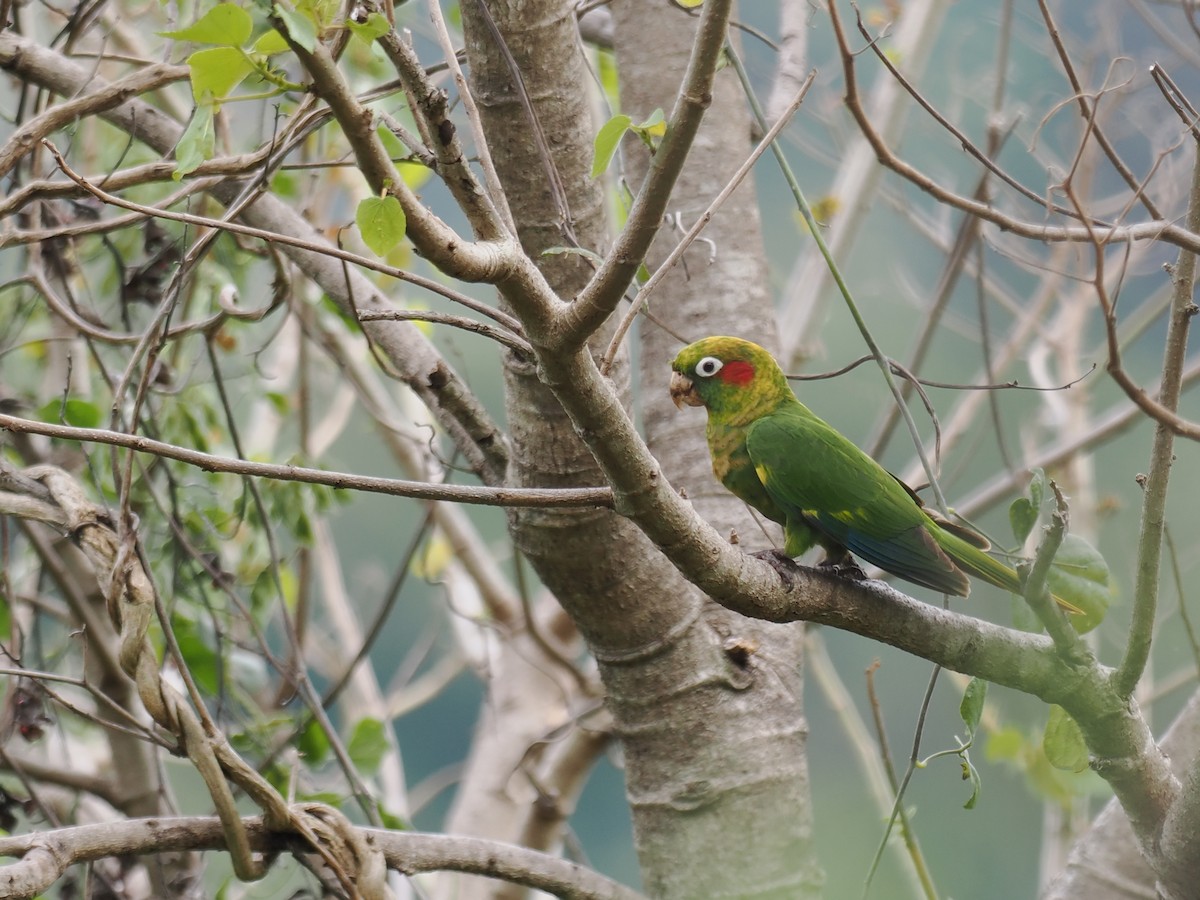 ホオベニインコ - ML644672622