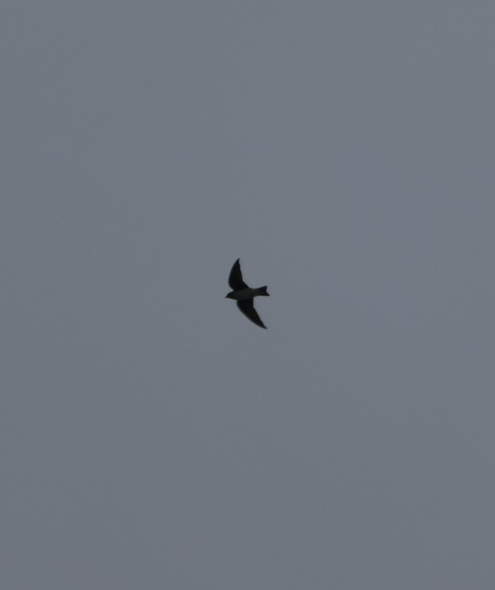 Purple Martin - ML644672623