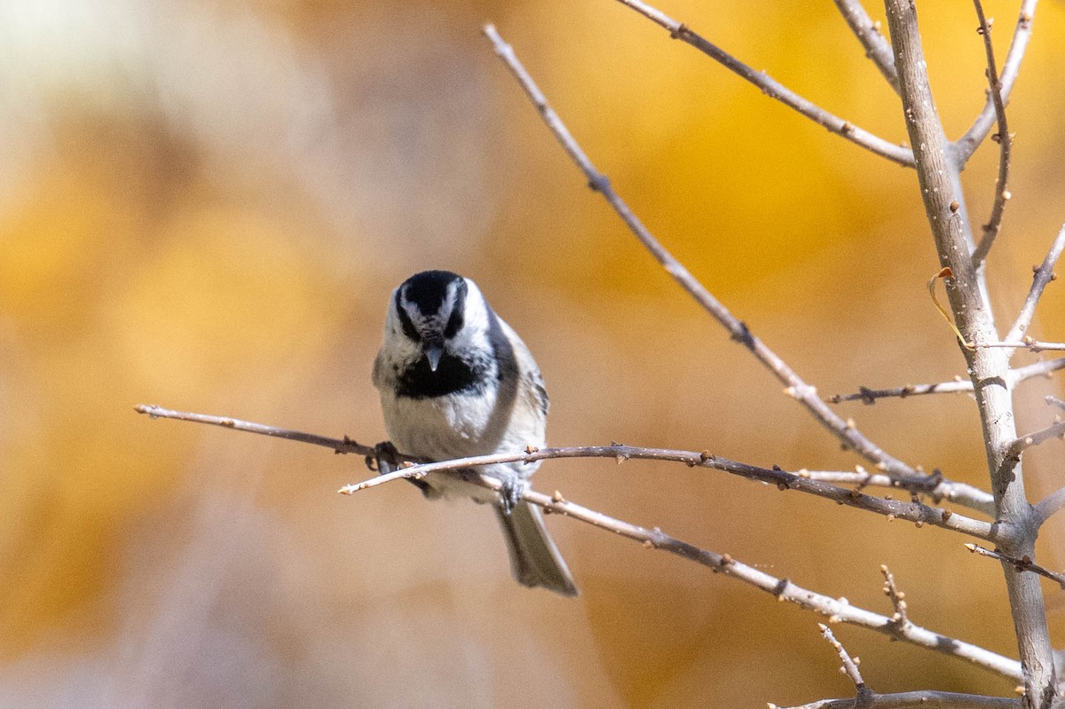 Mountain Chickadee - ML644672638