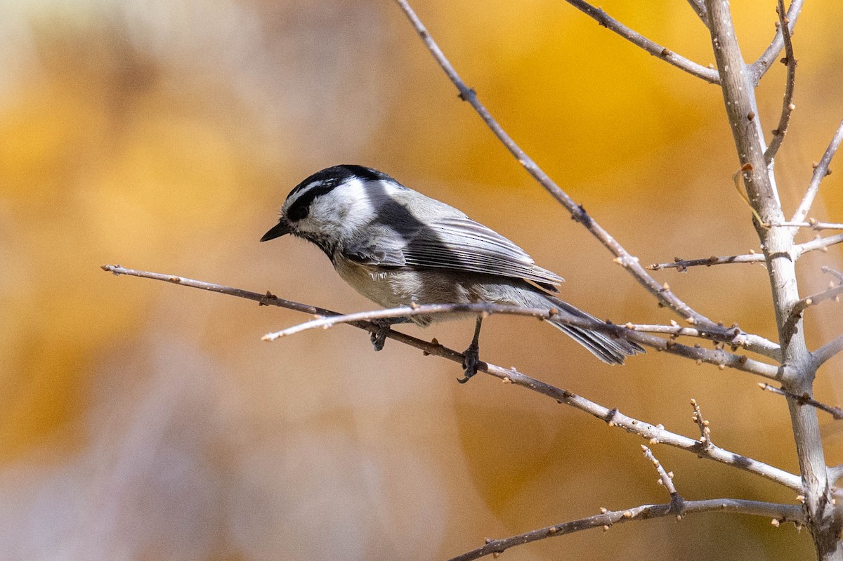 Mountain Chickadee - ML644672639