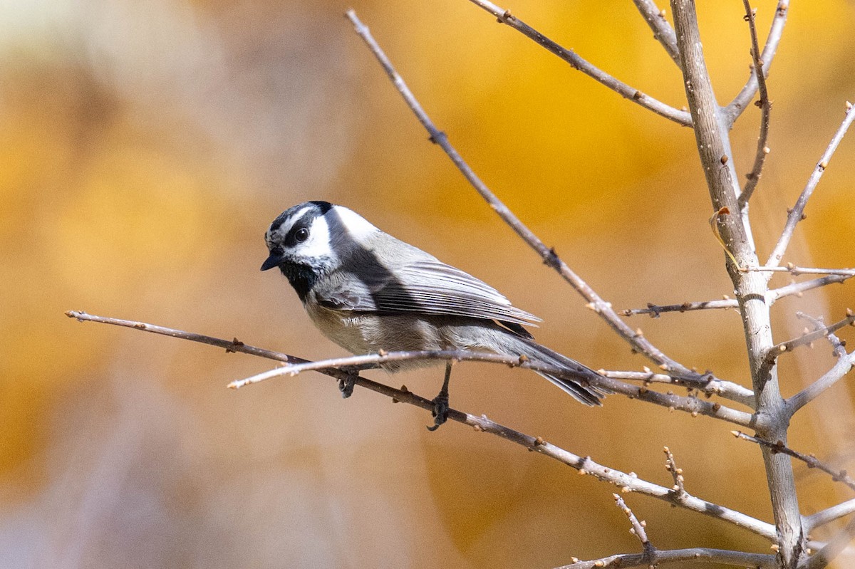 Mountain Chickadee - ML644672640