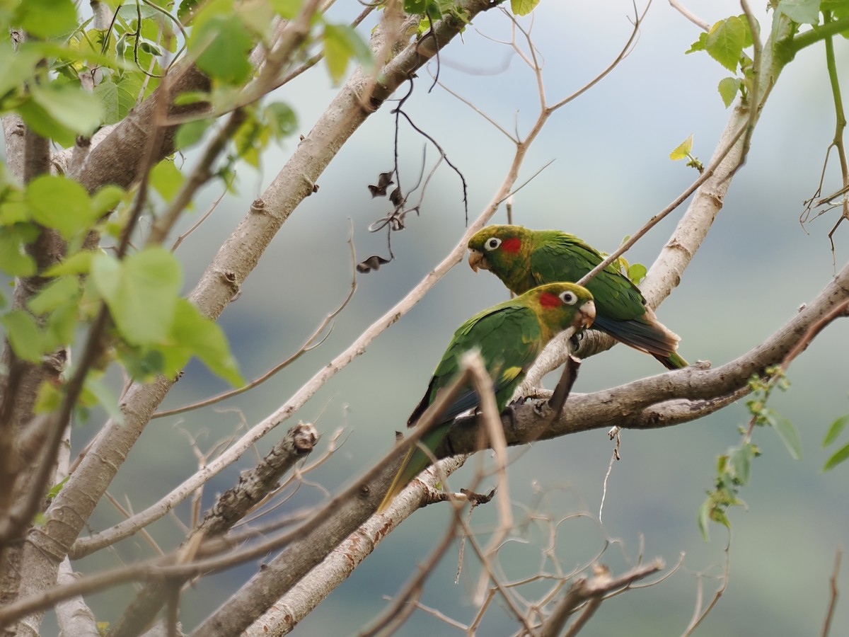 ホオベニインコ - ML644672642