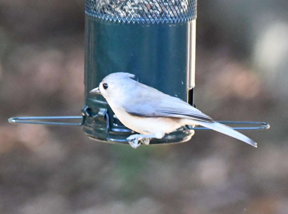 gråduskmeis - ML644672644