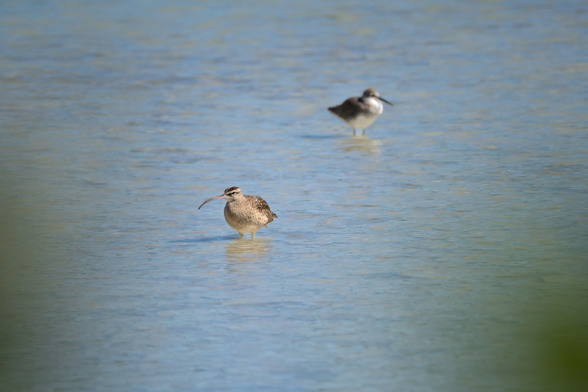 Hudsonian Whimbrel - ML644672645