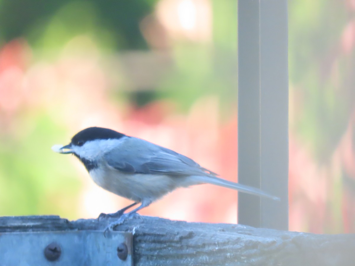 Carolina Chickadee - ML644672646