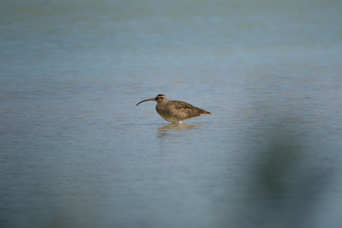 Hudsonian Whimbrel - ML644672657