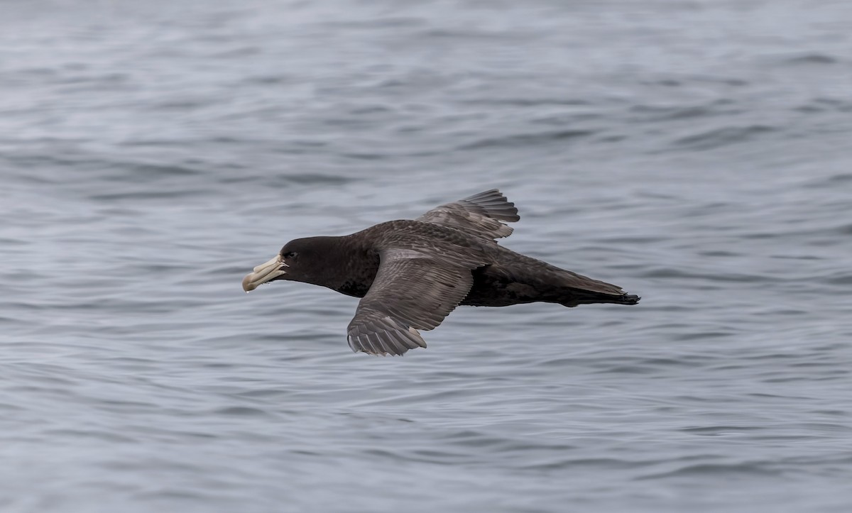 Northern Giant-Petrel - ML644672673