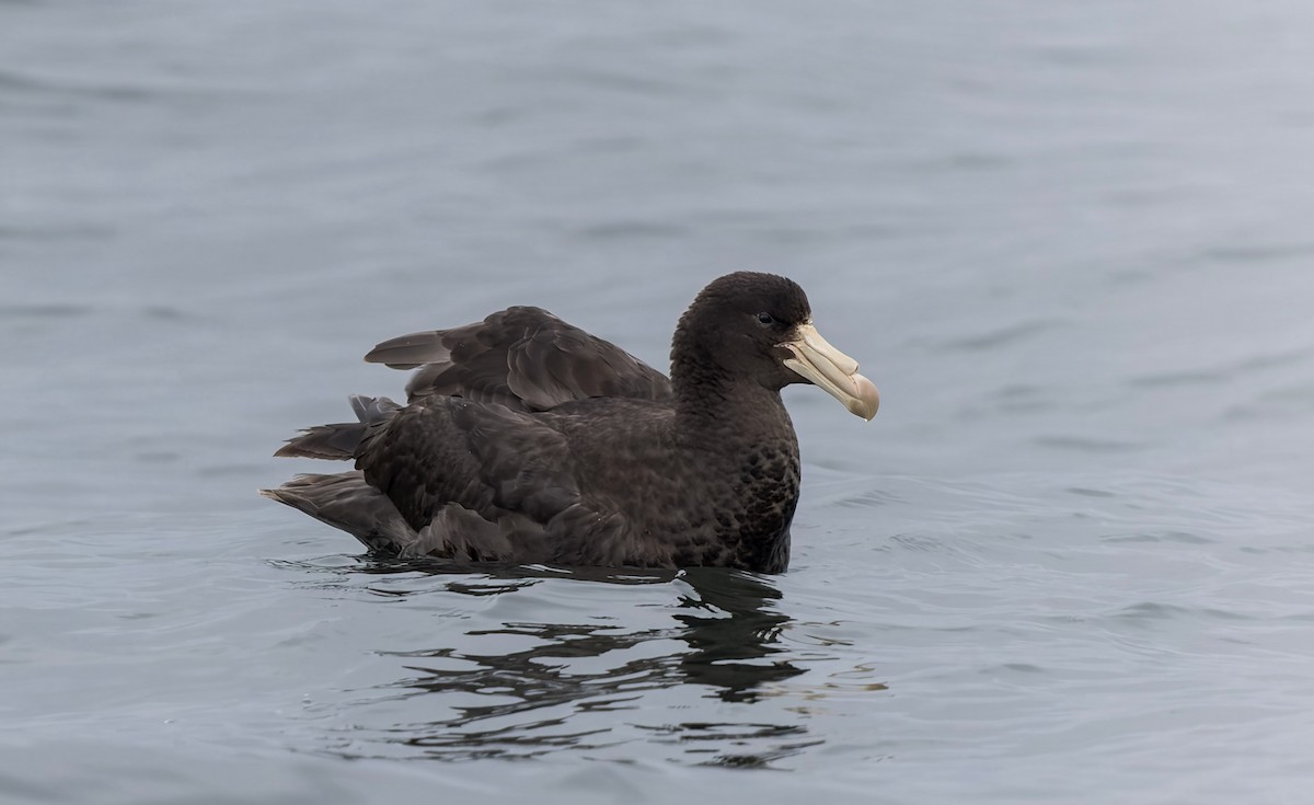Northern Giant-Petrel - ML644672674