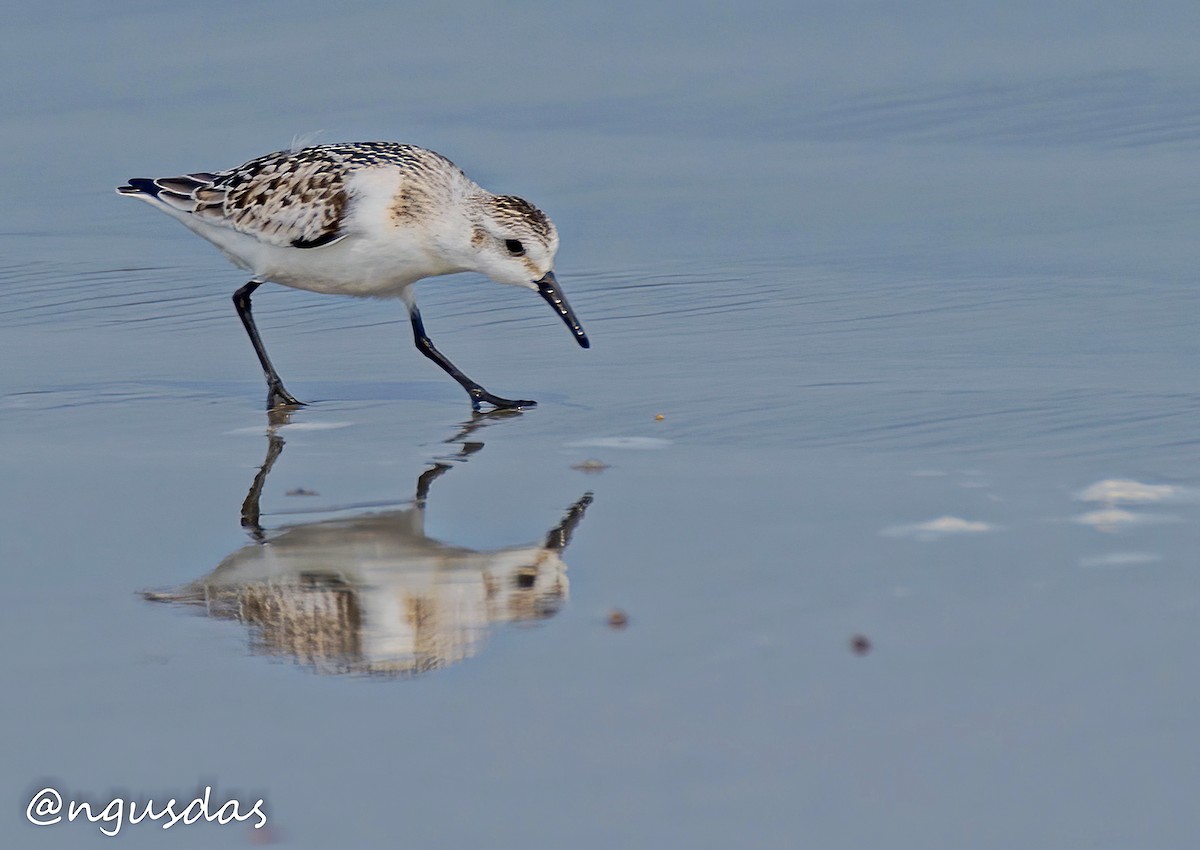 Sanderling - ML644672708