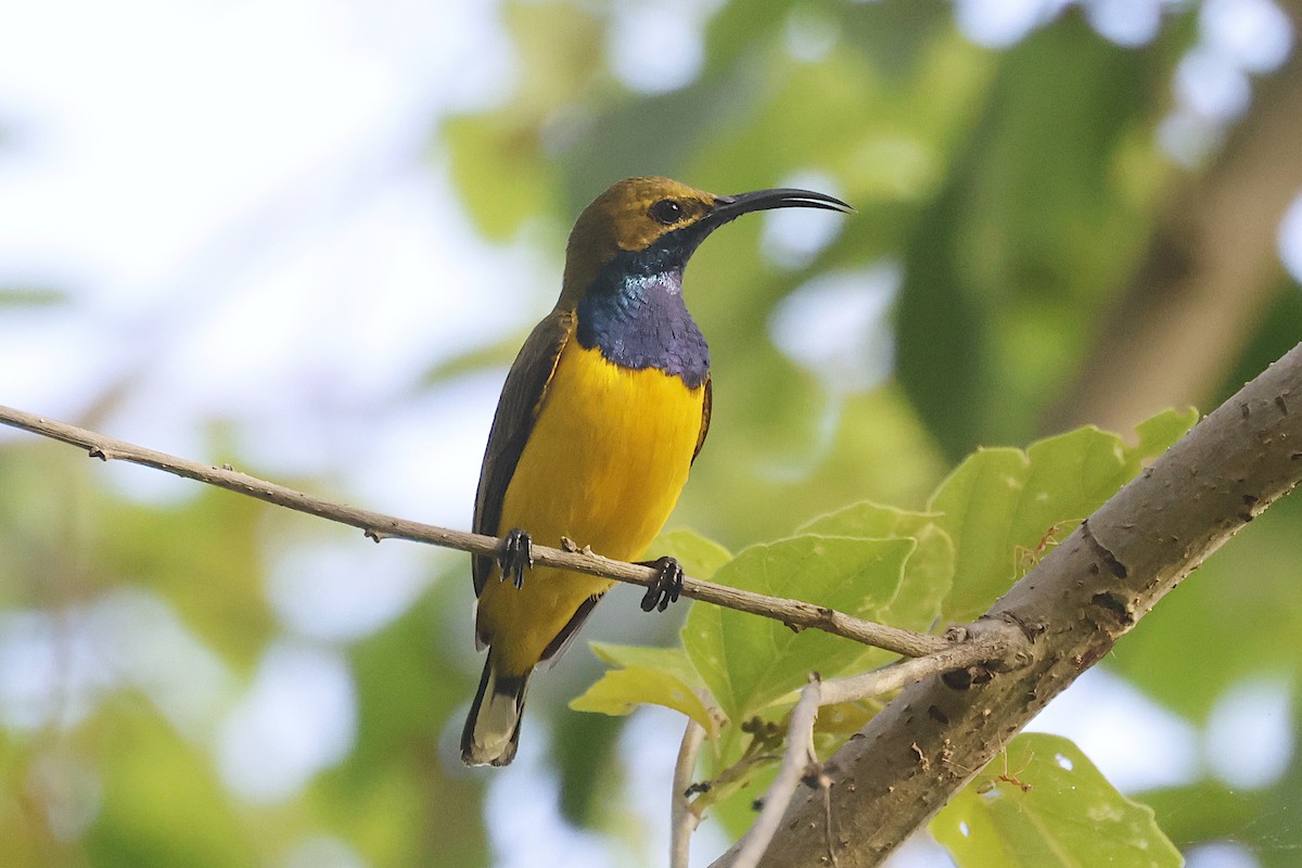 Sahul Sunbird - ML644672712