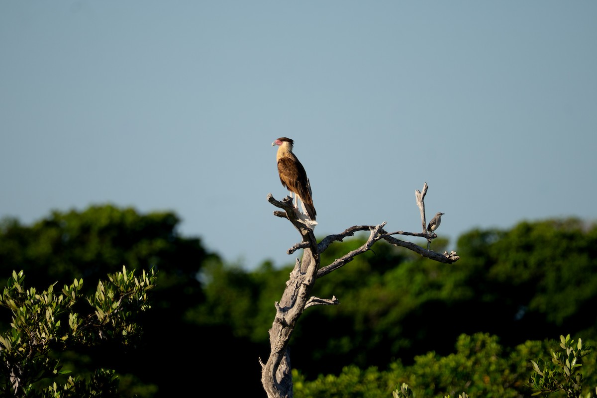 Crested Caracara - ML644672717