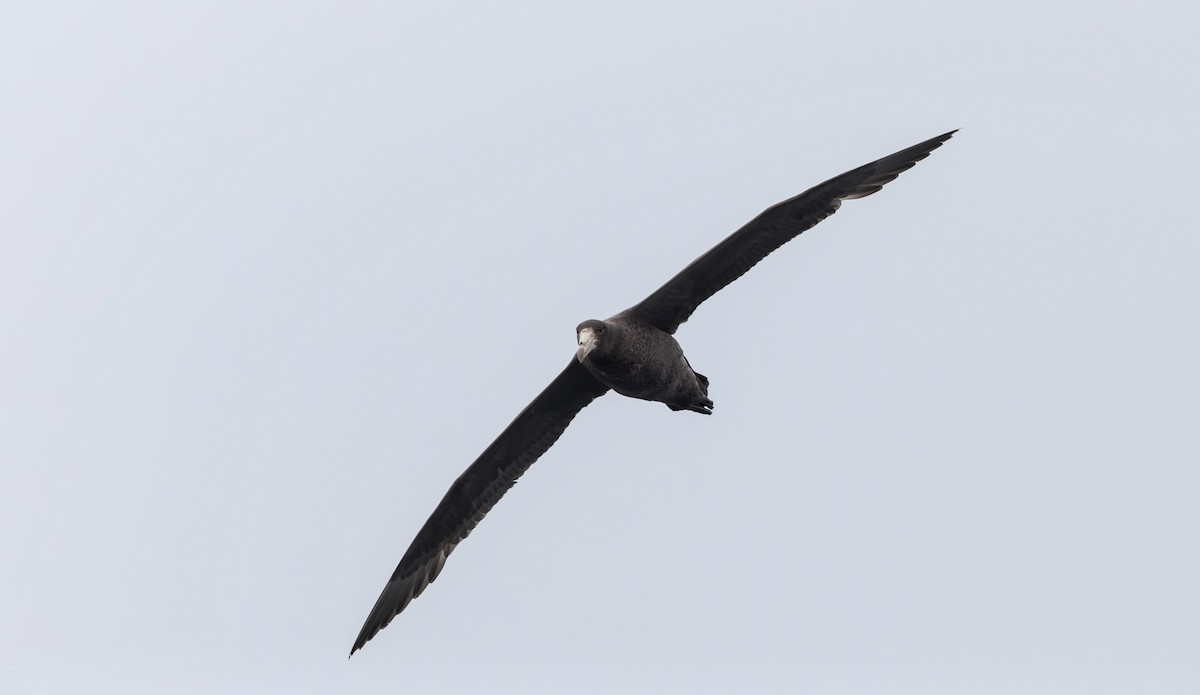 Northern Giant-Petrel - ML644672720