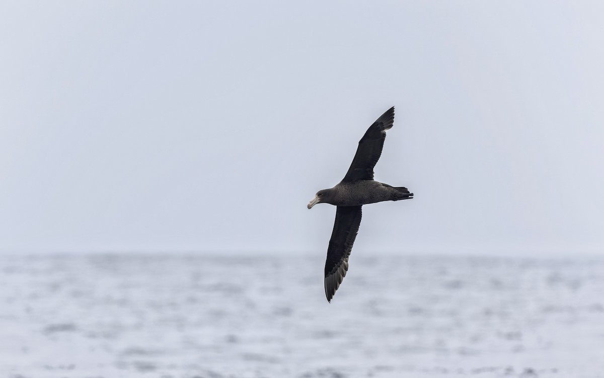 Northern Giant-Petrel - ML644672721