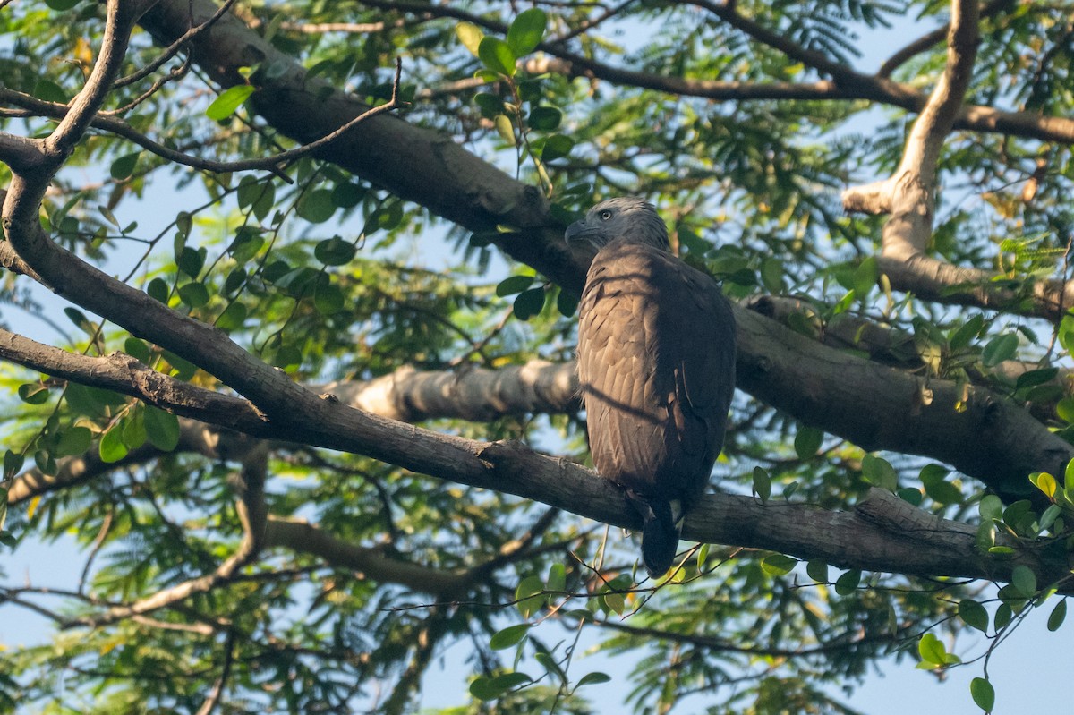Gray-headed Fish-Eagle - ML644672723