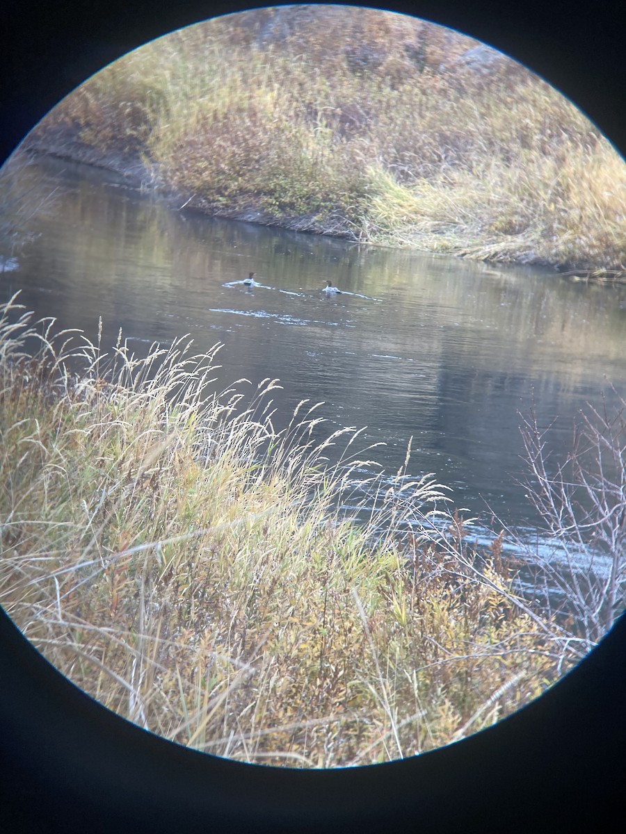 Common Merganser - ML644672725