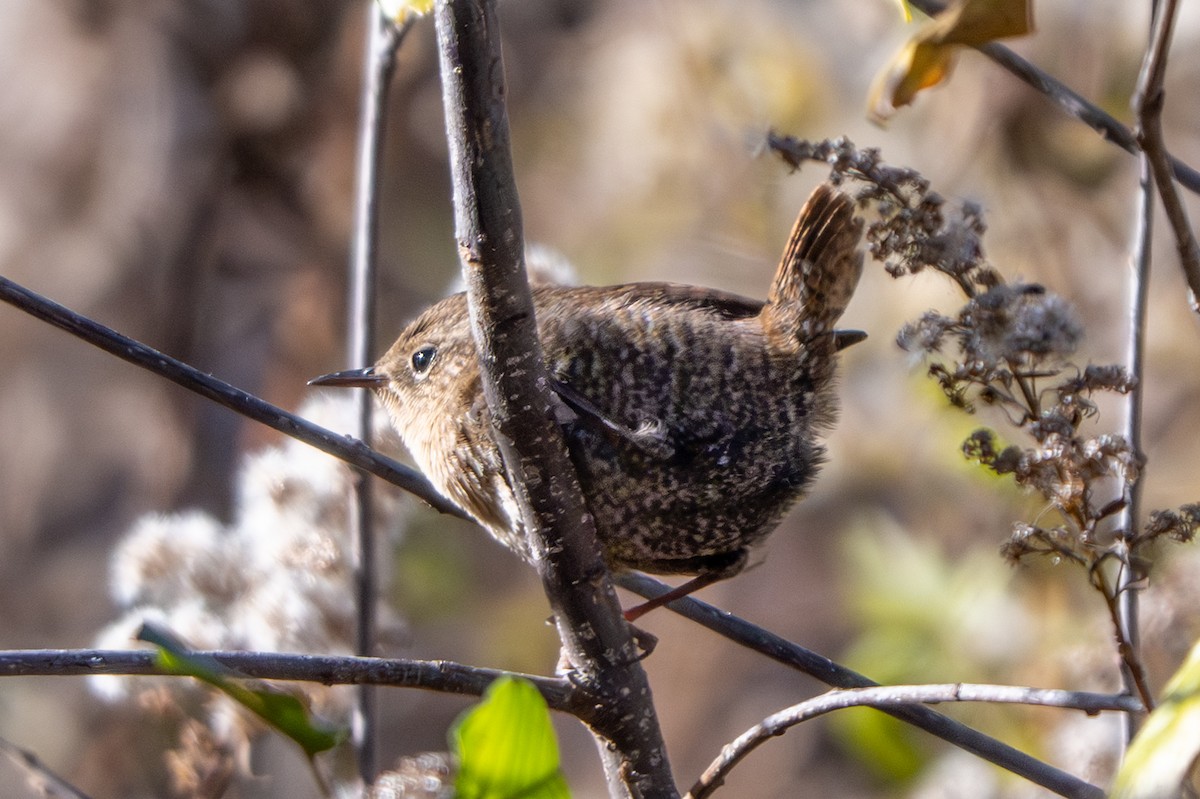 フユミソサザイ - ML644672727