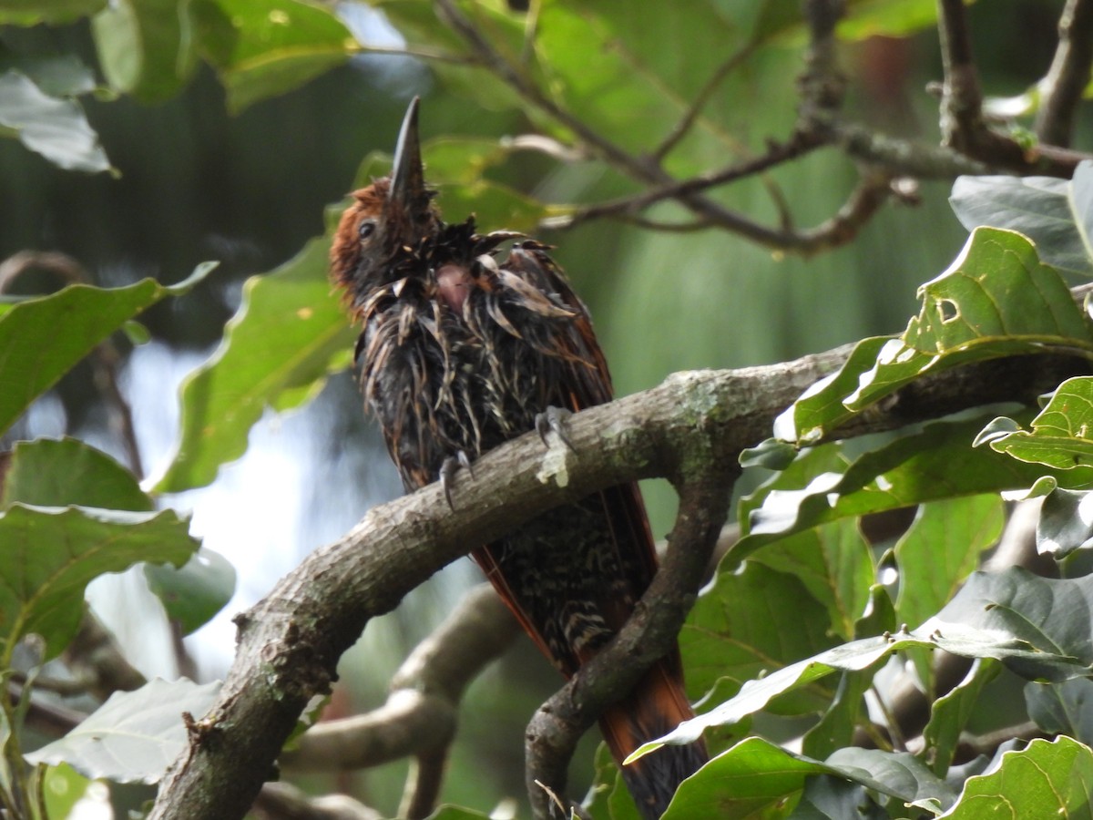 Guatemalan Flicker - ML644672728