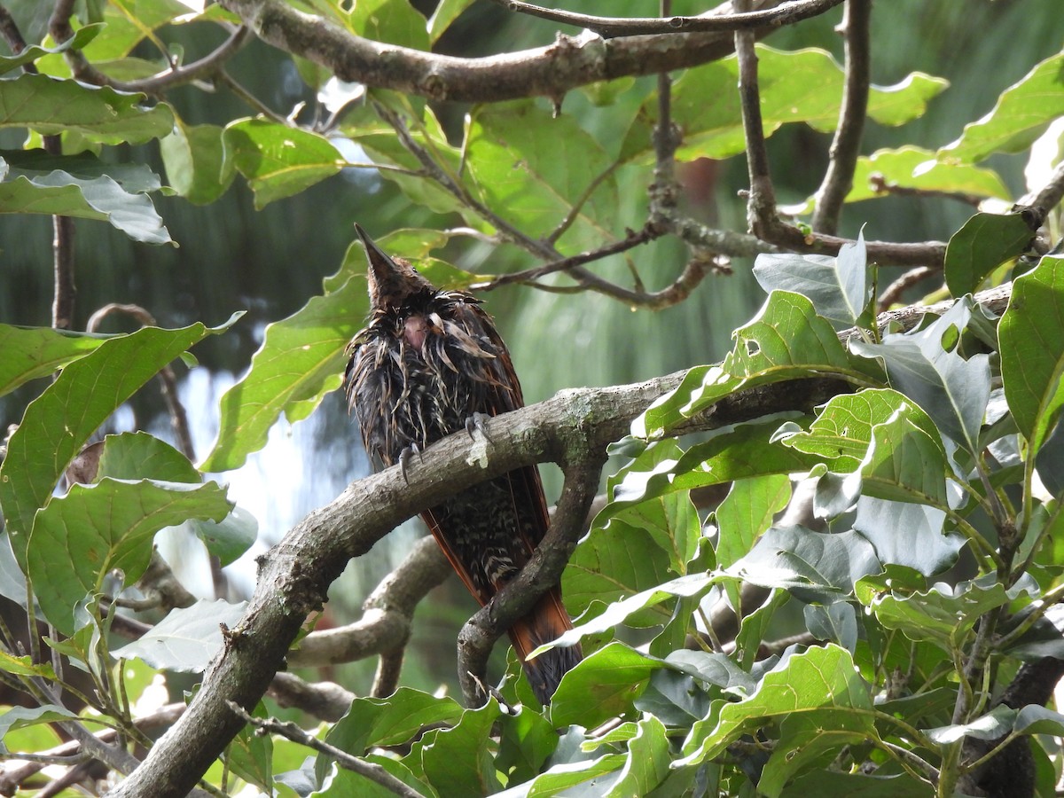 Guatemalan Flicker - ML644672729