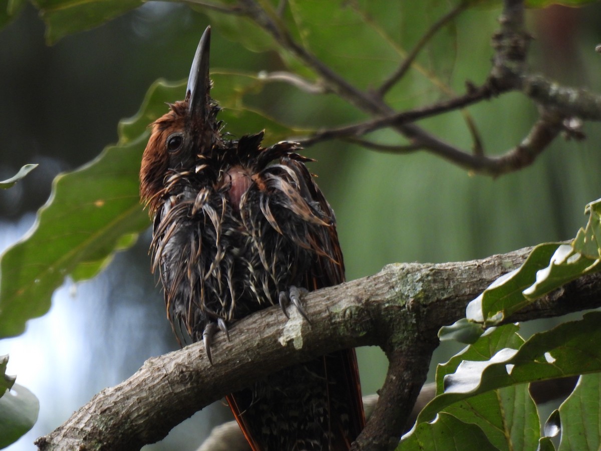 Guatemalan Flicker - ML644672730