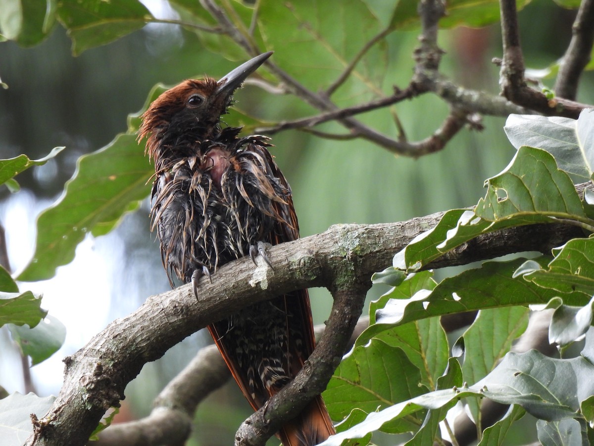 Guatemalan Flicker - ML644672731