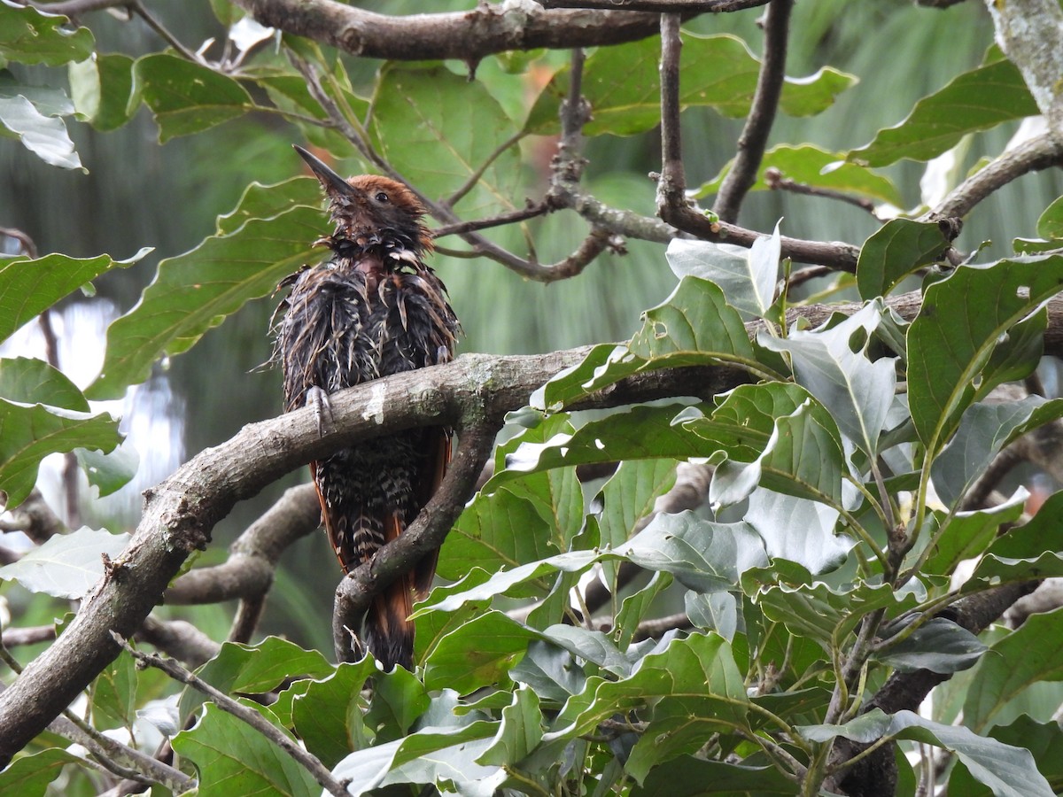 Guatemalan Flicker - ML644672732