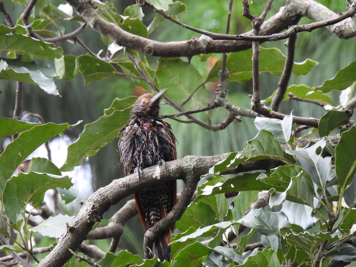 Guatemalan Flicker - ML644672733